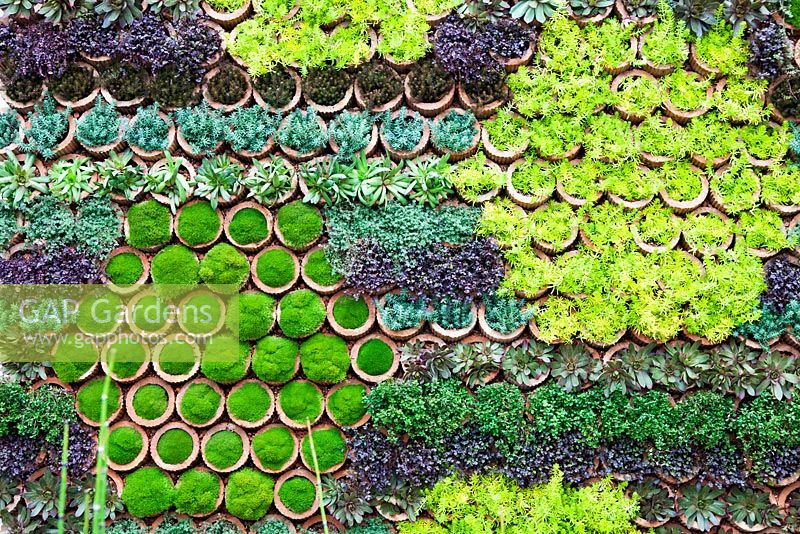 Photographer Charles Hawes. Detail of wall feature of succulents in pots - Chelsea Flower Show 2103.