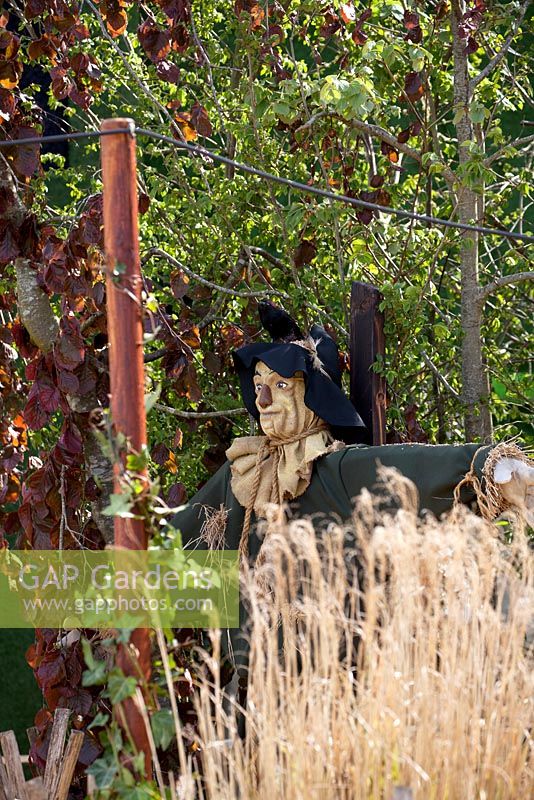 Scarecrow with crow in the cornfields.