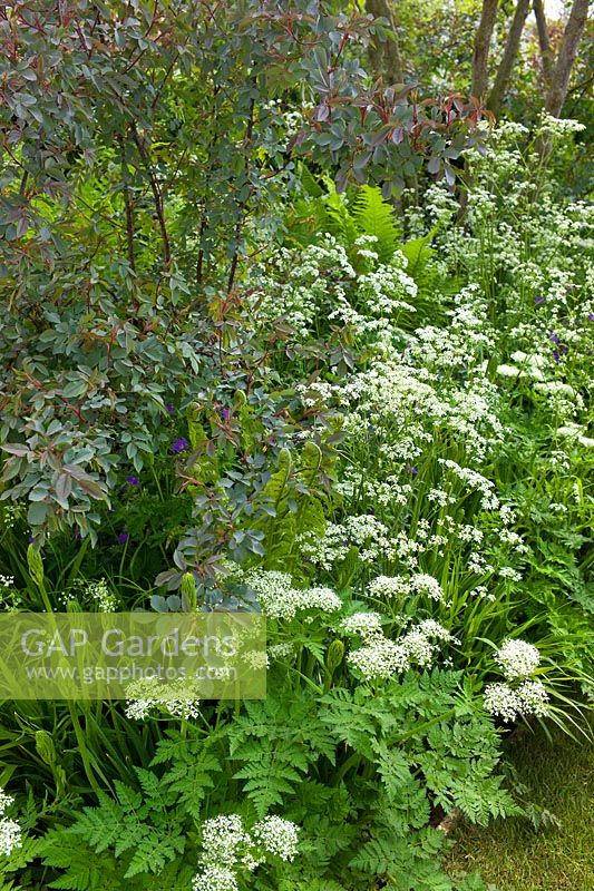 Planting includes: Rosa glauca, Anthriscus sylvestris, Camassia and Dryopteris