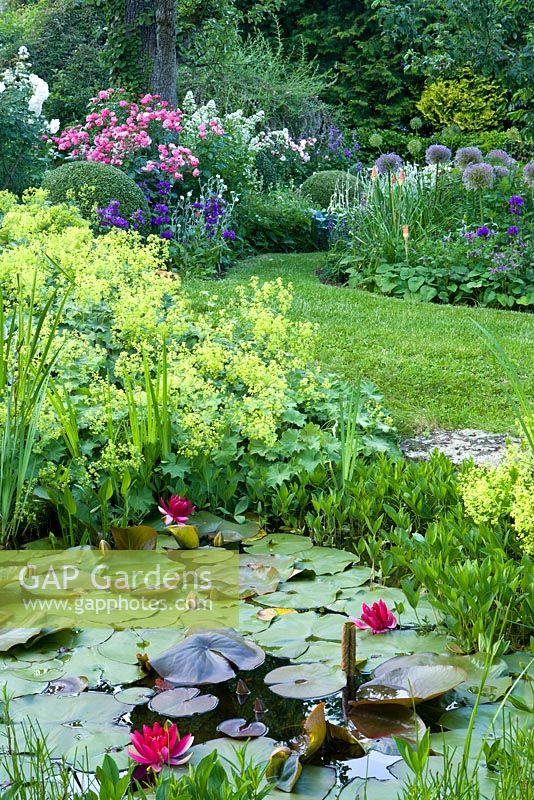 Tiny pond with Nympaea, Alchemilla mollis, Rosa 'Angela', Campanula glomerata, Allium globemaster, Kniphofia, Lychnis coronaria 'Alba', Buxus sempervirens and Centranthus ruber 'Alba'