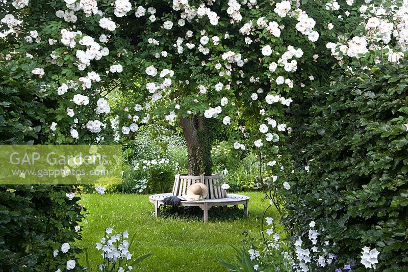 Rosa 'Adelaide d'Orleans', bench around tree, Campanula persicifolia and Fagus sylvatica