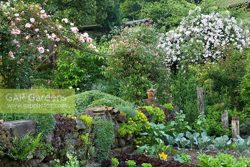 Kitchen garden with stone wall, Sedum, Lonicera periclymenum 'Belgica', Rosa 'Paul's Himalyan Musk', Rosa 'Albertine'