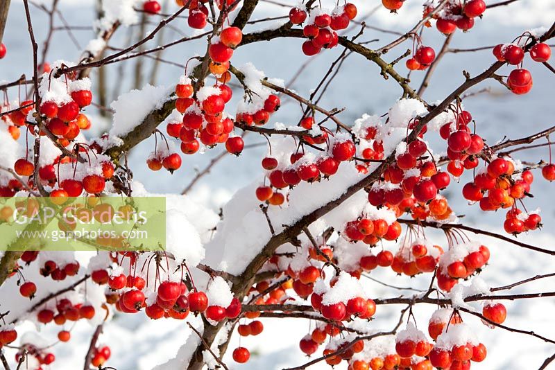 Malus in winter with snow