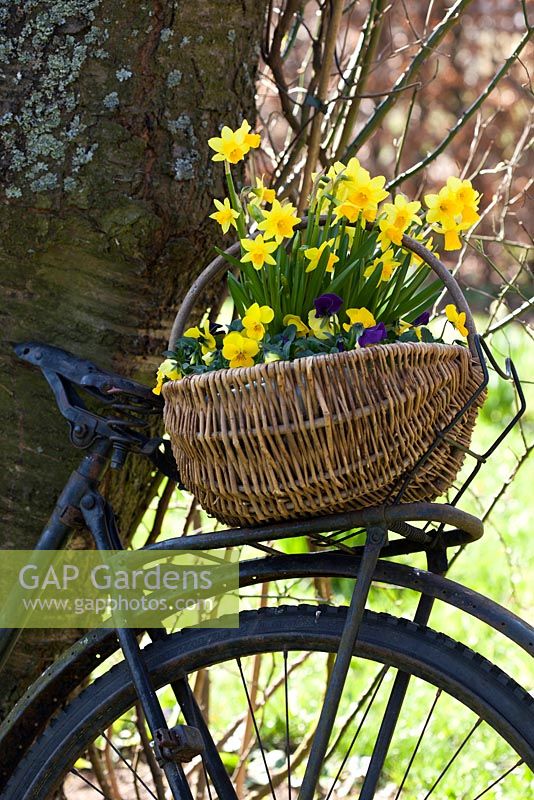 Basket with Narcissus on an old bicycle