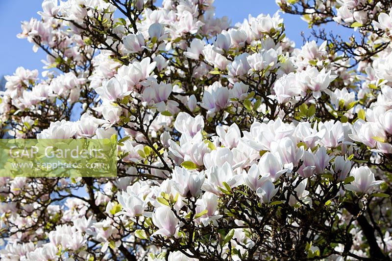 Magnolia x soulangiana 'Amabilis'