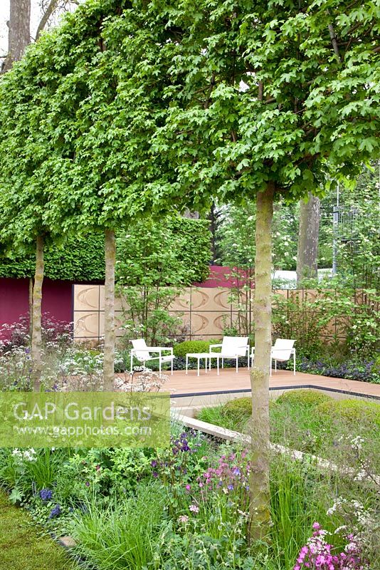 The Brewin Dolphin Garden - contemporary garden with seats and row of pleached Acer campestre 