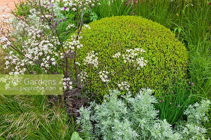 Planting detail in The Brewin Dolphin Garden at the RHS Chelsea Flower Show. Planting includes: Buxus sempervirens, Artemisia absinthium 'Lambrook Silver', Anthriscus sylvestris 'Ravenswing' and Deschampsia cespitosa 'Pixie Fountain'
