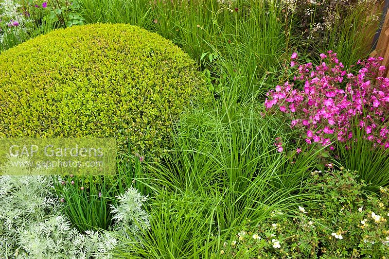 Planting detail in The Brewin Dolphin Garden at the RHS Chelsea Flower Show. Planting includes: Buxus sempervirens, Artemisia absinthium 'Lambrook Silver', Silene dioica, Potentilla fruiticosa 'Abbotswood' and Millium effusum