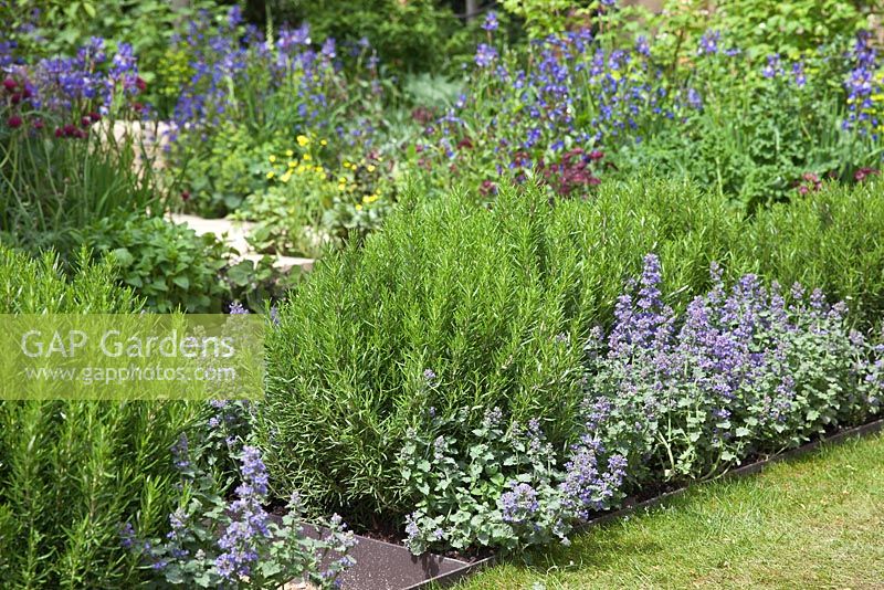 Image of Rosemary and lavender in a mixed border