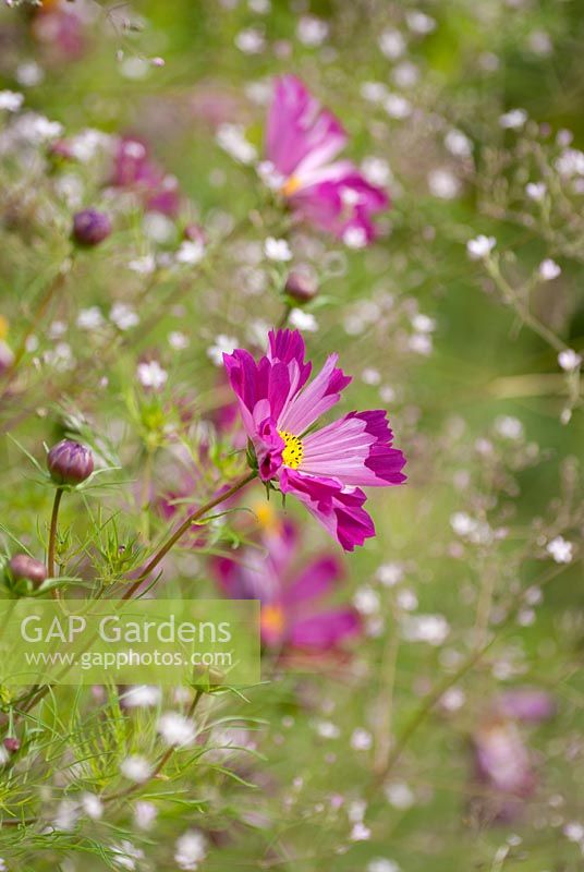 Cosmos 'Piper Pied Red' with Gypsophila paniculata