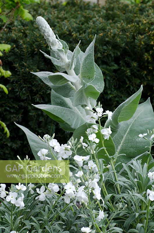 Lychnis coronaria 'Alba' with Verbascum bombyciferum 'Polarsommer' and clipped Yew hedges. Laurent-Perrier Garden