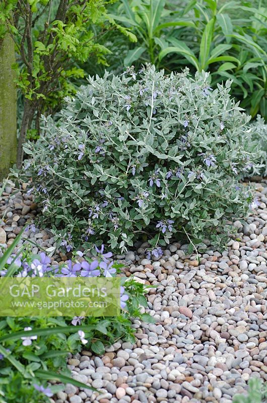 Clipped Teucrium fruticans with Viola surrounded by pebbles - Laurent-Perrier Garden