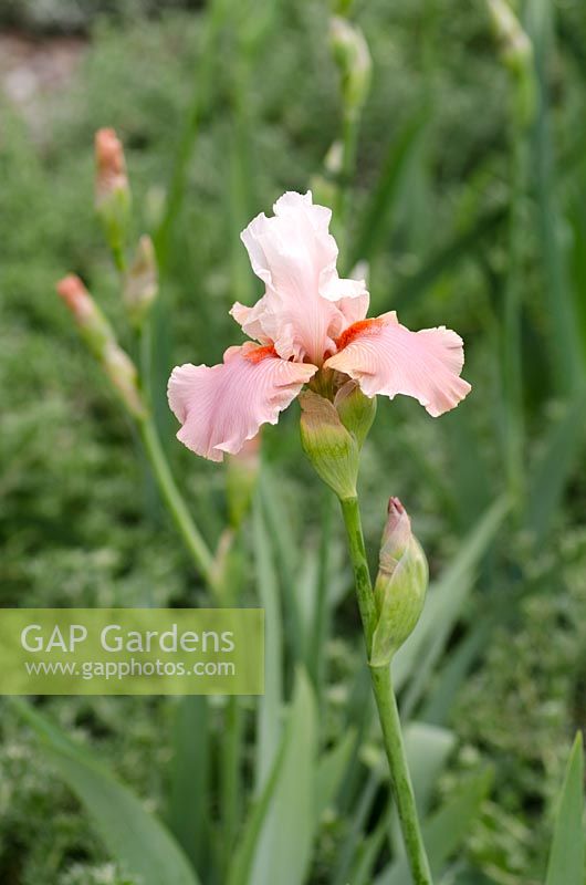 Iris 'Sugar Magnolia'. Laurent-Perrier Garden