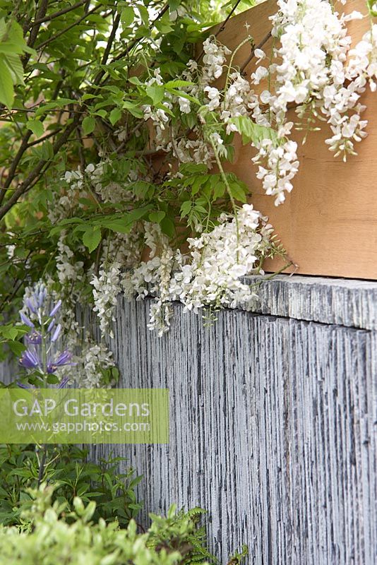 The SeeAbility Garden. Detail of low slate wall with Camassia caerulea and Wisteria Floribunda alba. 
