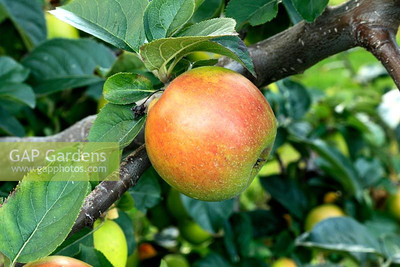 Malus - Apple 'Blenheim Orange'