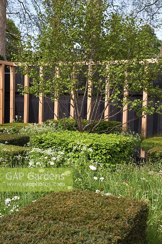 The Telegraph Garden, RHS Chelsea Flower Show 2013. Low hedges of Taxus baccata (Yew) with grasses, Paeonia and Corylus avellana (Hazel)