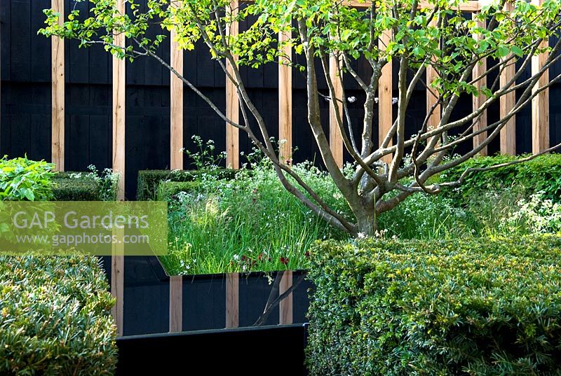 Hedging of Fagus sylvatica, Buxus sempervirens and Taxus baccata below Corylus avellana in The Telegraph Garden designed at the RHS Chelsea Flower Show 2013