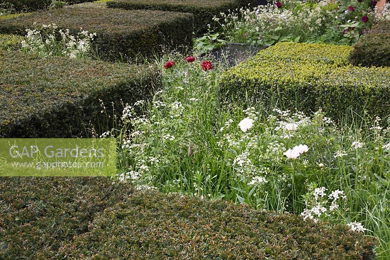 Between low hedges of Taxus baccata and Buxus sempervirens, a planting combination of Paeonia 'Krinkled White', Paeonia 'Budkeye Belle', Melica altissima 'Alba', Anthriscus sylvestris. The Telegraph Garden, RHS Chelsea Flower Show 2013