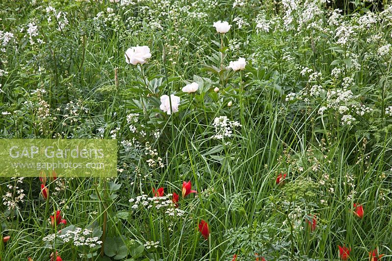 Planting combination of Tulipa sprengeri, Paeonia 'Krinkled White', Heuchera sanguinea 'White Cloud', Anthriscus sylvestris. The Telegraph Garden, RHS Chelsea Flower Show.