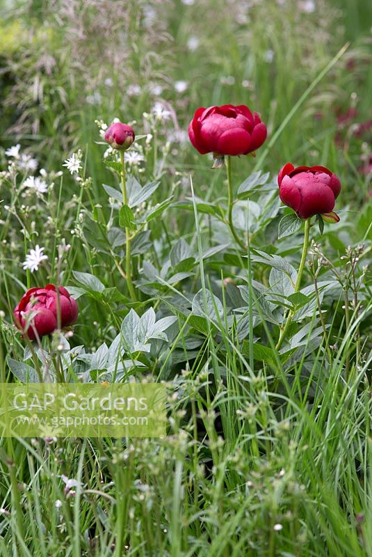 The Daily Telegraph Garden with Paeonia 'Buckeye Belle' - Peony and Lychnis flos-cuculi 'White Robin', Chelsea Flower Show 2013