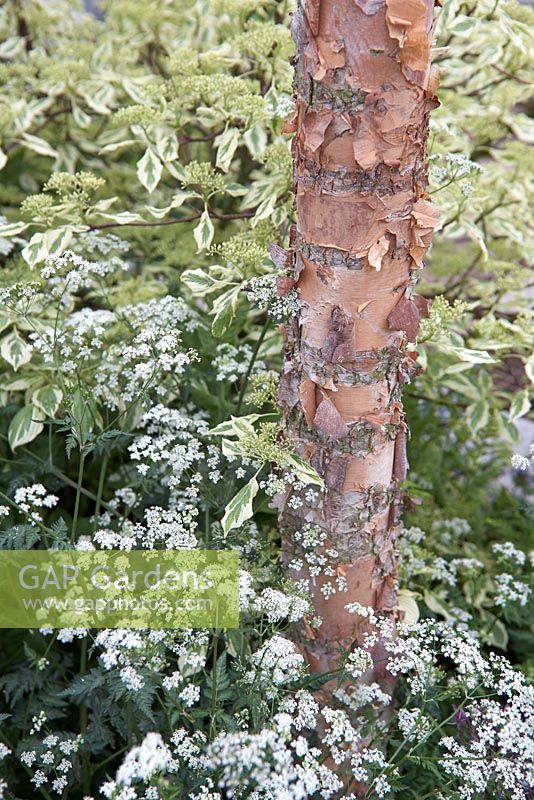 Chelsea Flower Show 2013.  The Wasteland. Betula nigra with cow parsley and Cornus controversa 'Variegata'.
