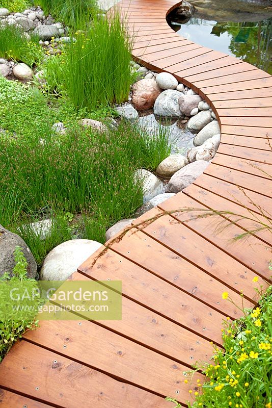 Trailfinders Australian Garden, Chelsea Flower Show 2013. Curving slatted timber path by swimming pond with Eleocharis acicularis and Eleocharis palustris