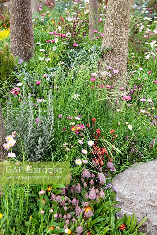 Trailfinders Australian Garden, Chelsea Flower Show 2013. Border with Brachyscome 'Mauve Mystique' and Brachychiton rupestris