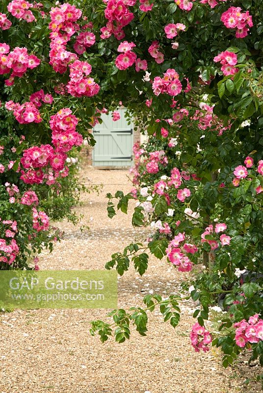 Rosa 'American Pillar' on a Rose arch at  Langham Herbs, Walled Garden, Suffolk. July