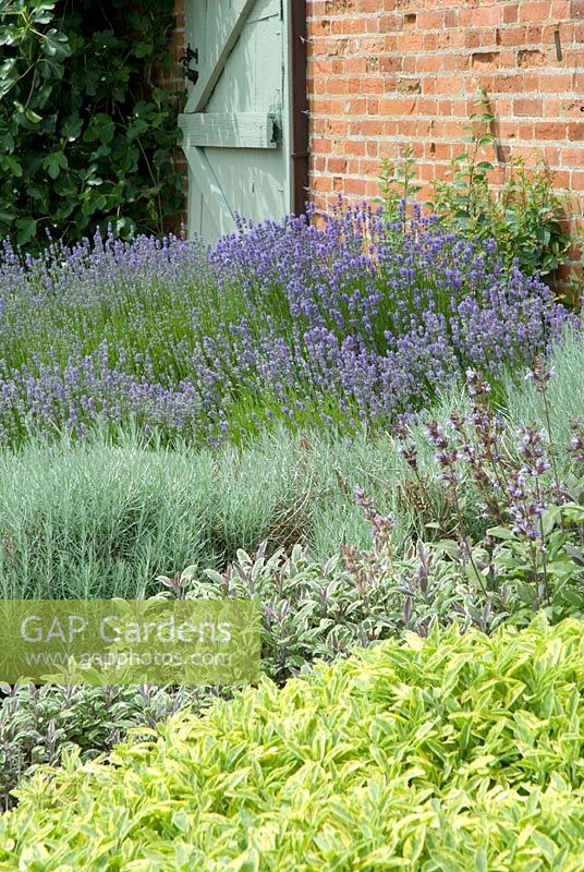 Lavandula - lavender and Salvia - sage at Langham Herbs, Walled Garden, Suffolk. July