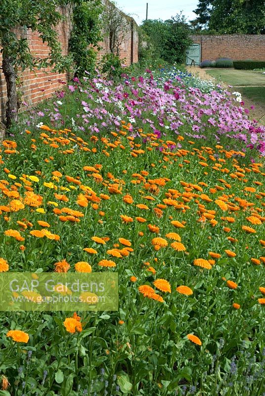Calendula officinalis - Pot marigolds with Cosmos in the cutting border at Langham Herbs, Walled Garden, Suffolk. June