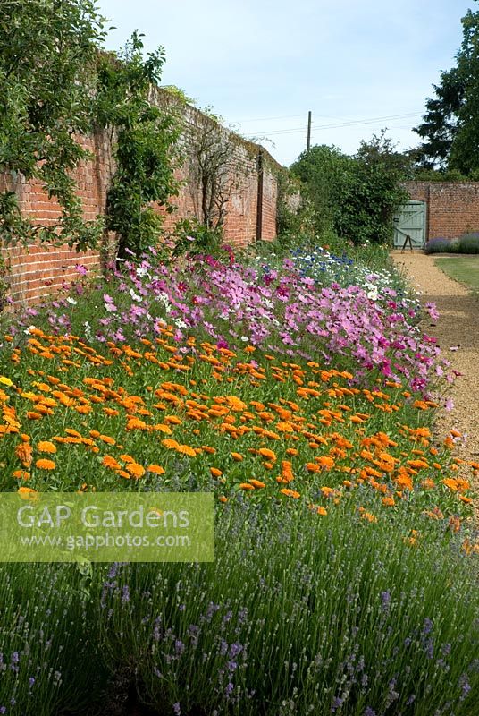 Lavandula, Calendula officinalis - Pot marigolds with Cosmos, Lavender and Centaurea cyanus - Cornflower with fruit frees in the cutting border at Langham Herbs, Walled Garden, Suffolk. June