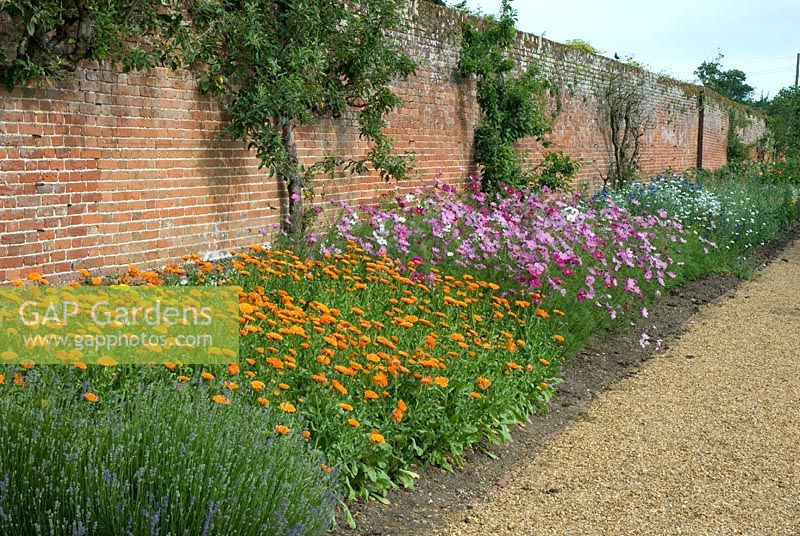 Calendula officinalis - Pot marigolds with Cosmos, Lavender and Centaurea cyanus - Cornflowers with old fruit frees in the cutting border at Langham Herbs, Walled Garden, Suffolk. June