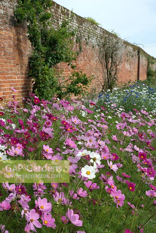 Cosmos and Centaurea cyanus - Cornflower with old fruit frees in the cutting border at Langham Herbs, Walled Garden, Suffolk. June