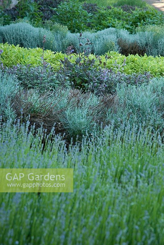 Lavandula - lavender and Salvia - sage at Langham Herbs, Walled Garden, Suffolk. June