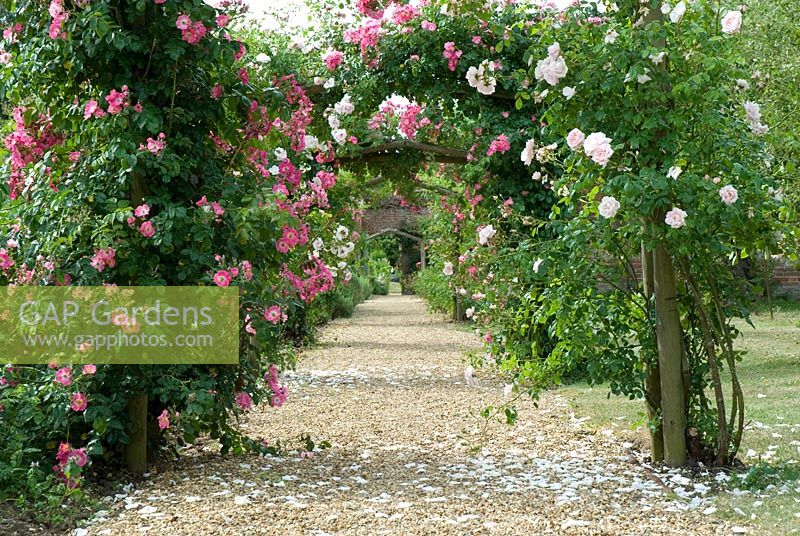 Rose arches with Rosa 'New Dawn' and Rosa 'American Pillar' at Langham Herbs, Walled Garden, Suffolk. July