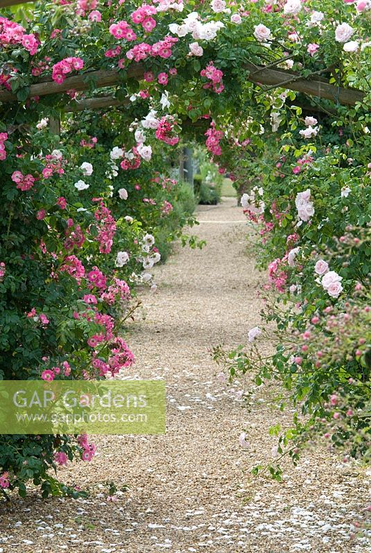 Rosa 'New Dawn' and Rosa 'American Pillar' on rose arches at  Langham Herbs, Walled Garden, Suffolk. July