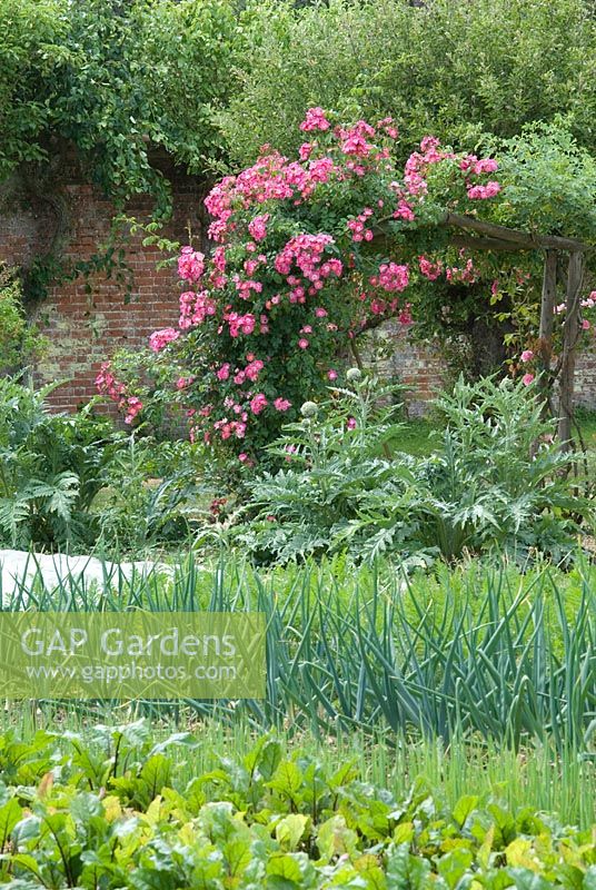 Vegetable garden with Beta vulgaris - beetroot, onions, Cynara cardunculus - Cardoons and Rosa 'American Pillar' on a rose arch at Langham Herbs, Walled Garden, Suffolk. July