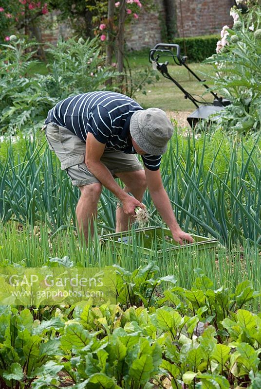Phil Mizen harvesting Spring Onions at Langham Herbs, Walled Garden, Suffolk. July