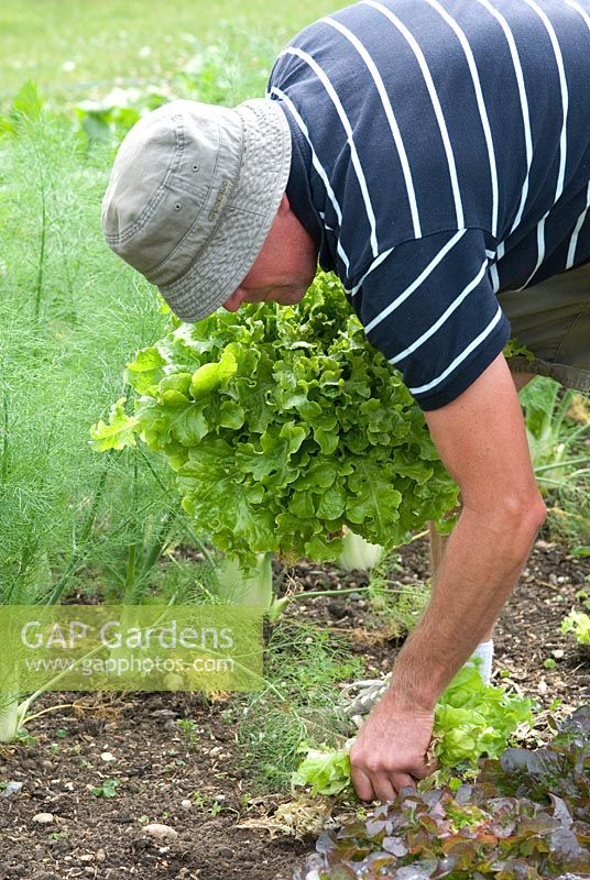 Phil Mizen harvesting lettuce at Langham Herbs, Walled Garden, Suffolk. July