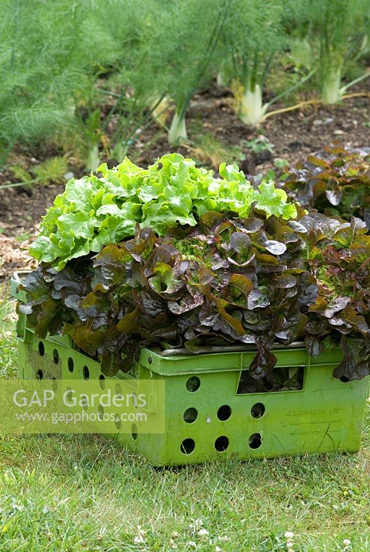 Harvested lettuce including Latuca sativa 'Red Salad Bowl' at Langham Herbs, Walled Garden, Suffolk