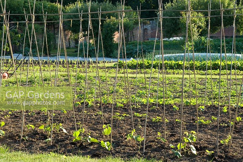 Vegetable garden with young beans and bamboo supports at Langham Herbs, Walled Garden, Suffolk. June