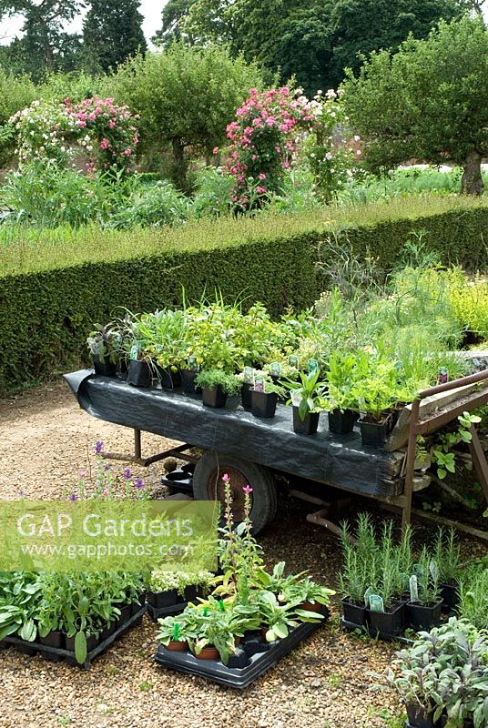 A trolley of herbs in pots for sale - Thymus, chives, lemon balm, Salvia - sage, Rosmarinus - rosemary and fennel at Langham Herbs, Walled Garden, Suffolk. July
