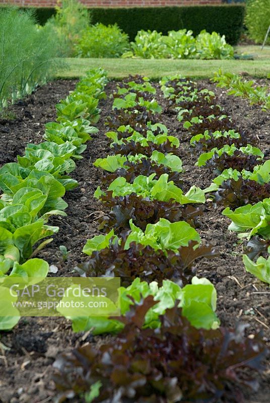 Lettuce at Langham Herbs, Walled Garden, Suffolk. June