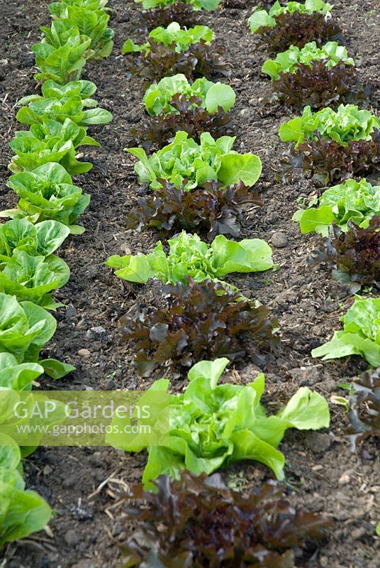 Lettuce at Langham Herbs, Walled Garden, Suffolk. June