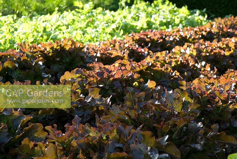 Latuca sativa 'Red Salad Bowl' - Lettuce at Langham Herbs, Walled Garden, Suffolk. June