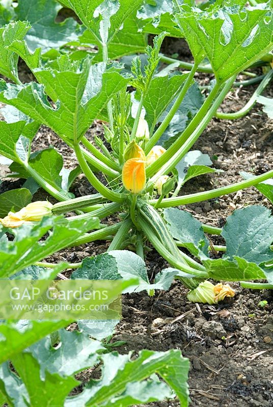 Cucurbita - Courgette plant with flowers at Langham Herbs, Walled Garden, Suffolk. July