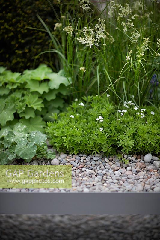  First Touch Garden - Chelsea Flower Show 2013. Planting includes Lazula, Sweet Woodruff Galium odoratum and Alchemilla mollis