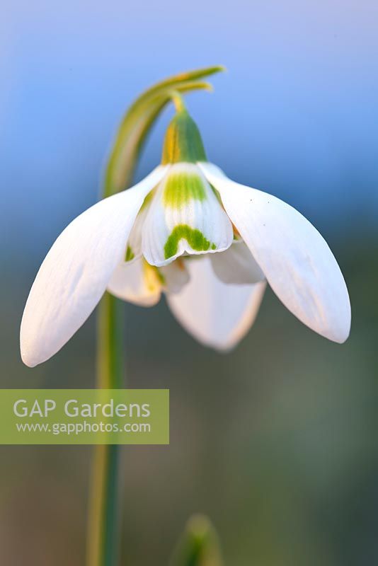 Galanthus Kingston Double, Snowdrop. February. Close up portrait of single white flower.