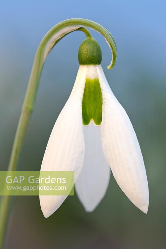Galanthus Sickle, Snowdrop. February. Close up portrait of single white flower.
