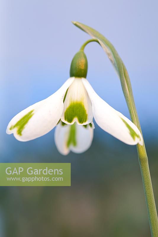 Galanthus Trumps, Snowdrop, February. Close up picture of single white flower.
